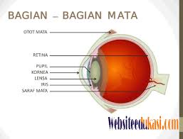Lebih spesifiknya ada power point ipa smp kelas 7 kurikulum 2013, power point ipa smp kelas 8 kurikulum 2013 dan power point ipa smp kelas 9 kurikulum 2013. Media Pembelajaran Sd Mi Alat Indera Manusia Power Point Websiteedukasi Com
