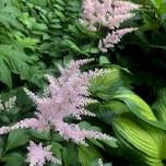 Thriving in the Shadows: Shade Gardening Success