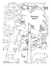 May 19, 2021 categories activities. Deciduous Forest With Animals Coloring Page
