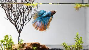 Di indonesia, terdapat cupang asli salah satunya. 5 Jenis Ikan Cupang Termahal Dan Populer Di Indonesia
