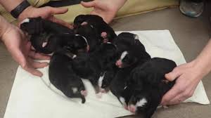 Visit your local monticello petsmart store for essential pet supplies like food, treats and more from top brands. Monticello Pet Hospital Home Facebook