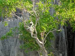 Image result for Erythroxylum platycladum