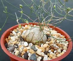 Image result for Schizobasis intricata