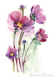 Watercolor Cosmos Flowers Stock Photos Image 21665553 Dipingere Fiori Acquerello Acquerello Floreale