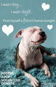 Pin On Animal Adoption Adoration