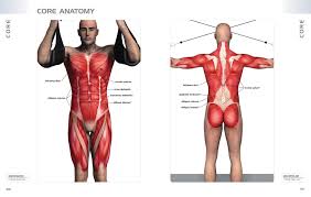 anatomy of exercise a trainers inside guide to your