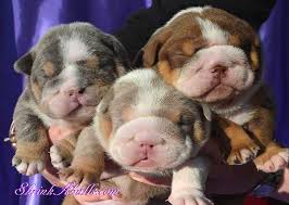 From wikimedia commons, the free media repository. Rare English Bulldog Colors Rarepuppers