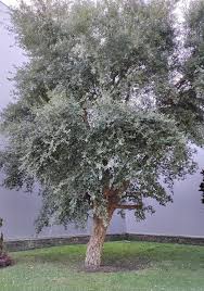 Image result for Quercus suber