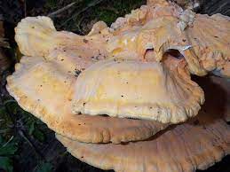 Laetiporus Sulphureus Chicken Of The Woods Identification