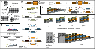 Robust Self Replication Of Combinatorial Information Via Crystal Growth And Scission Pnas