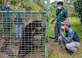 ★ haiwan liar bingkai foto ★ adalah yang terbaik app rangka foto untuk telefon bimbit anda. Bantu Perhilitan Kawal Hidupan Liar Utusan Digital