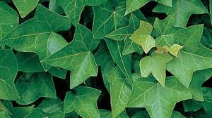 Image result for Hedera