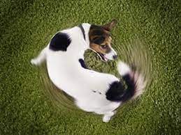 Why Do Dogs Chase Their Tails Dog Care Cesar S Way