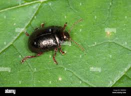 Image result for Chrysochloa