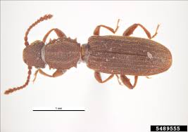 Control of cigarette and drugstore beetles requires locating and eliminating the infested item (s). Kitchen Pests Unh Extension