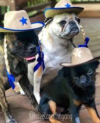 Dropping The Hottest New Country Album Lil Nas X Watch Urself Hazleandthegang Pugsandbuggs Dogsincostume In 2020 Grumpy Face Pooch Pet Costumes