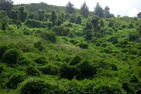 Image result for Neonotonia wightii