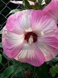 Perennial Hibiscus August 5 15 Flores Exoticas Flores Plantas