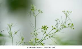 Image result for Apium leptophyllum