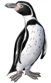 Red beaks or feet in a few; Penguins Of The World Fairman Studios Penguins Penguin Drawing St Louis Zoo