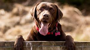 8 Of The Worst Dog Breeds For Allergies