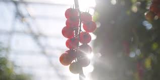 Savoura From Our Gardens To Your Table We Offer Products Cultivated With Passion And Care Year Round