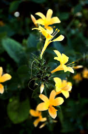 Image result for Barleria randii