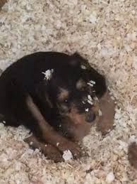 A list of labrador breeders dealing with silver lab puppies for sale in florida may be helpful for you. Airedale Terrier Puppies For Sale Miami Fl 187801