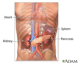 Image result for pancreas location