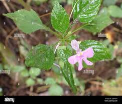Image result for Impatiens hochstetteri