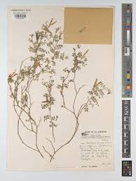 Image result for Tephrosia pumila