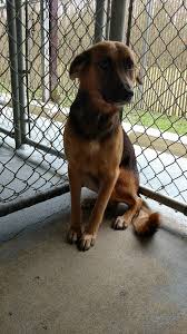 Pin On Chief Riley Dog Rescue