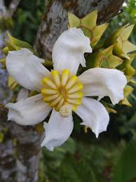 Image result for Bellucia pentamera