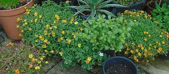 Image result for Portulaca kermesina