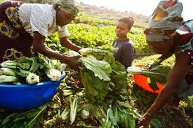 Family Farmers Key To Eradicate Hunger In Africa Family Farmer Agriculture Horticulture