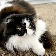 Generally, such cats have personality traits and stereotypes similar to those of the siamese, though modified by the traits and stereotypes of the other breeds involved if they are involved. Types Of Persian Cats