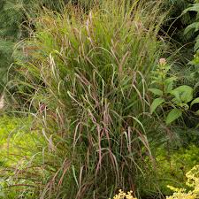 Image result for Panicum pilgeri