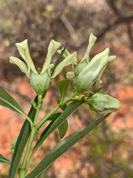 Image result for Stomatostemma monteiroae