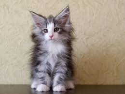 pin na doske norvezhskaya lesnaya koshka