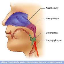 The tissue that covers the wall of your nasal cavity contains many blood vessels. Hbs Digestive System Quiz Flashcards Quizlet