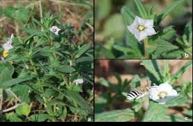 Image result for Trichodesma physaloides