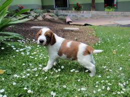 Image result for velššpringršpaněl