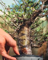 Image result for Commiphora kua