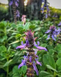 Image result for Coleus caninus