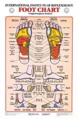 Foot Reflexology Chart Prime Foot Reflexology Chart Frcl L