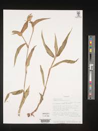 Image result for Commelina saxosa