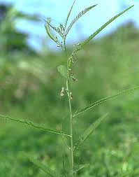 Image result for Sesbania quadrata