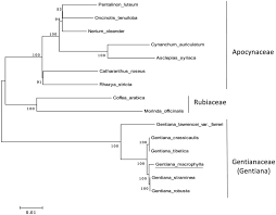 Image result for Oncinotis tenuiloba