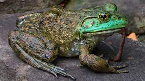 What ate the other one first, the chicken or the mosquito? What Do Frogs Eat Frogpets