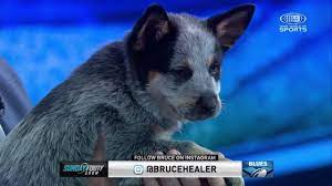 The cockroach and the cane toad. Wide World Of Sports Freddy Introduces The New Nsw Blues Mascot Bruce Facebook
